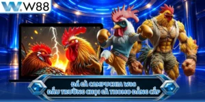 Đá Gà Campuchia W88 - Đấu Trường Chọi Gà Thomo Đẳng Cấp